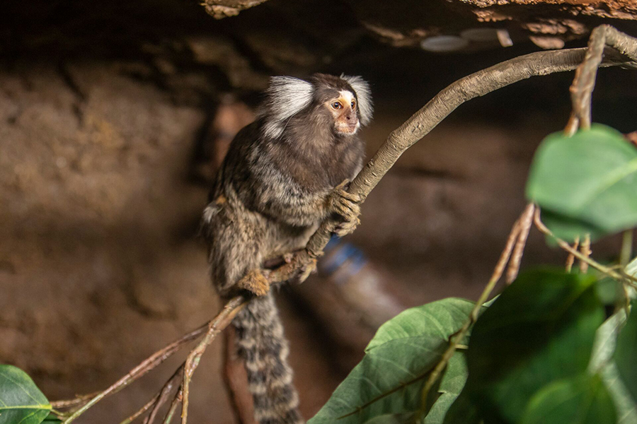 2025_WOW_AnimlCatlog_Marmoset_2_900x600