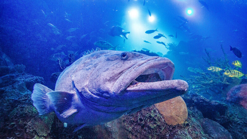 A Queensland grouper up close swimming underwater.