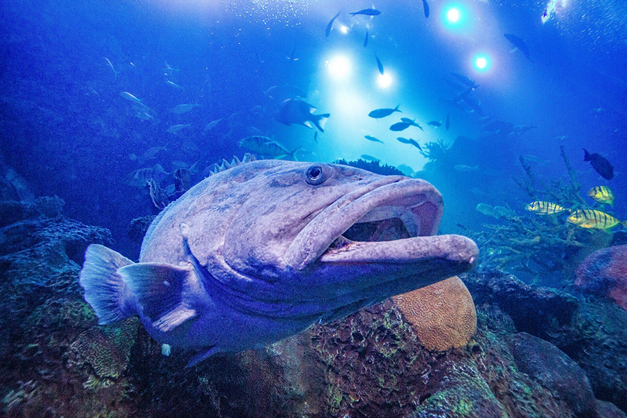 A Queensland grouper up close swimming underwater.