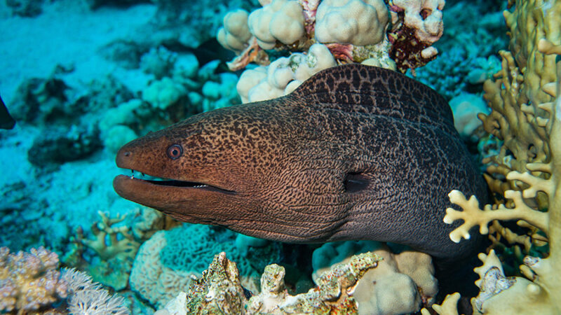 A giant moray eel amongst a reef underwater.