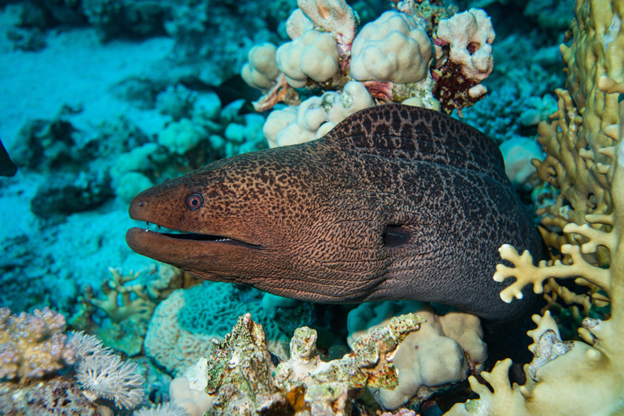 A giant moray eel amongst a reef underwater.