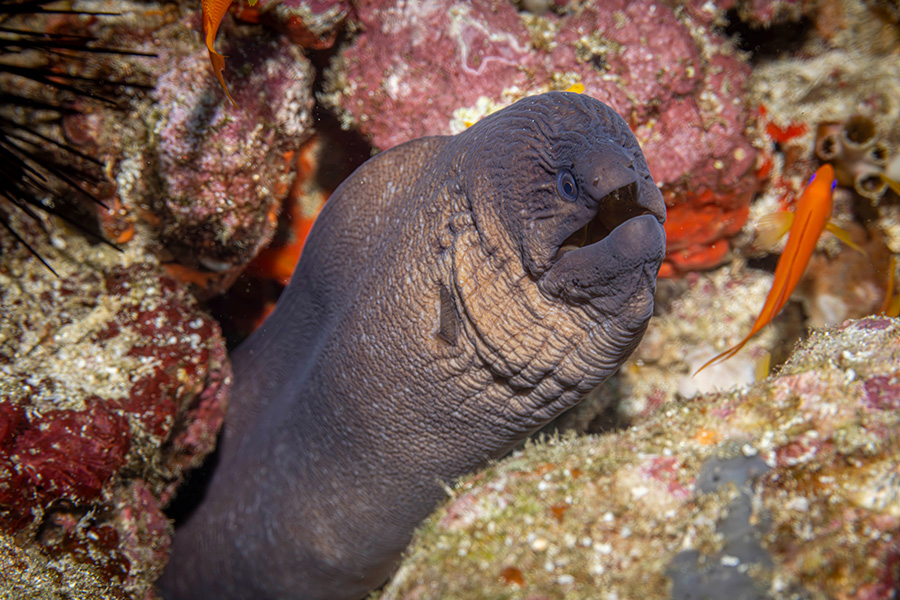 A giant moray eel tucked between some rocks and coral in a reef.