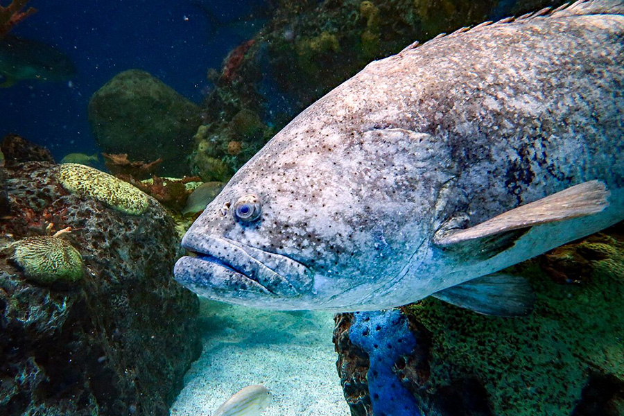 A Queensland grouper swims through some rocks underwater.