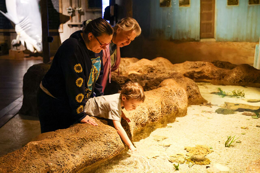 Several guests look at the invertabrates in the Invert Touch tank at Wonders of Wildlife.
