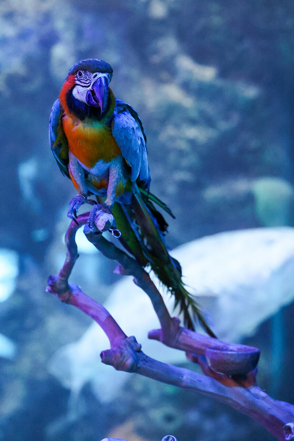 A multi-colored parrot is perched on a branch at Wonders of Wildlife.