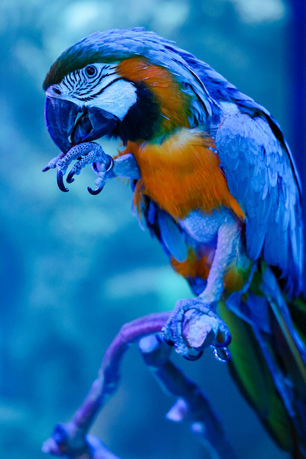 A multi-colored parrot cleans itself while perched on a branch at Wonders of Wildlife.