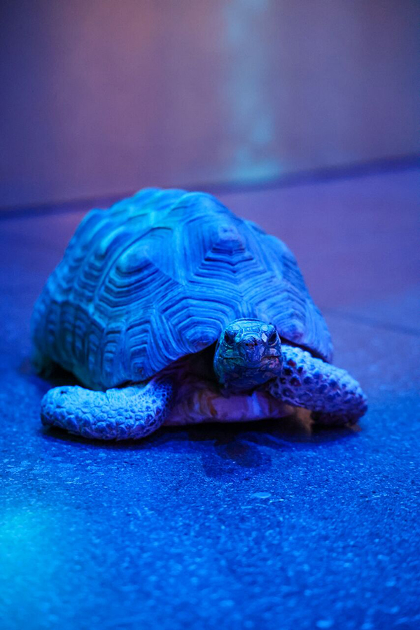 A tortoise crawling across the floor at Wonders of Wildlife.