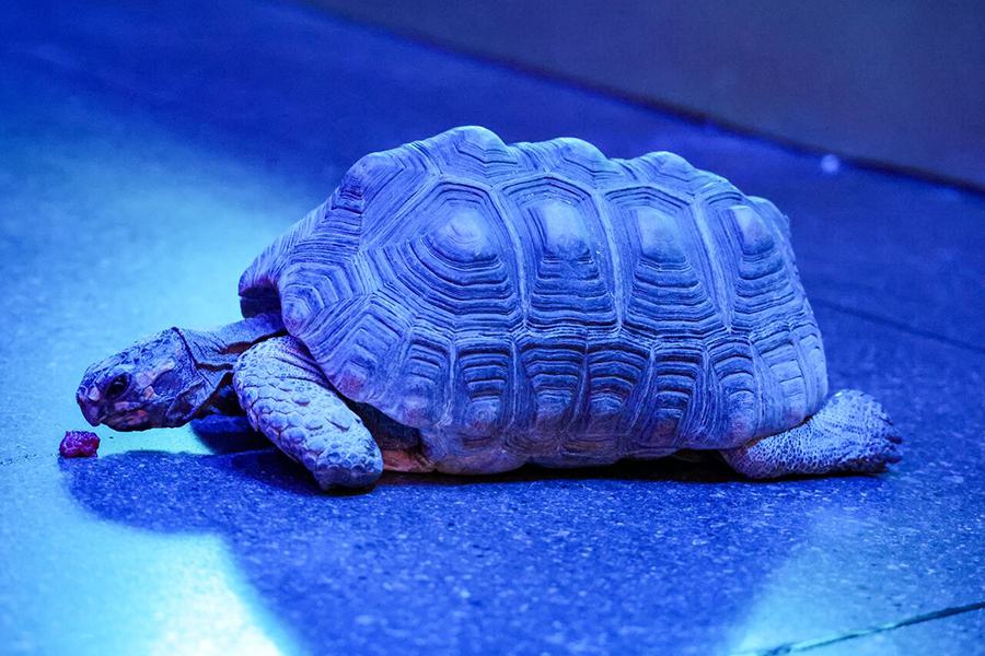 A tortoise crawling on the floor at Wonders of Wildlife.
