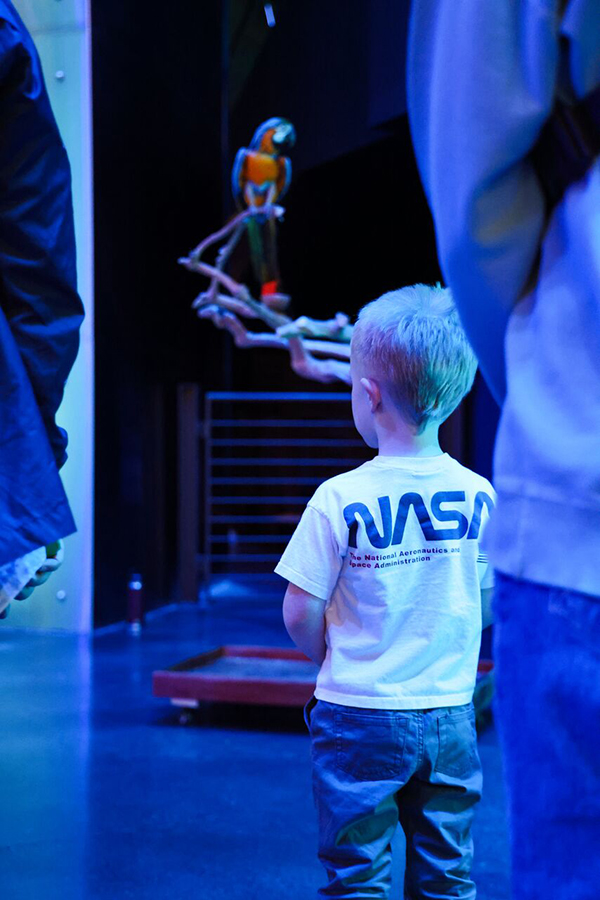 A young boy stands in the foreground while a multi-colored parrot is perched on a branch in the background.