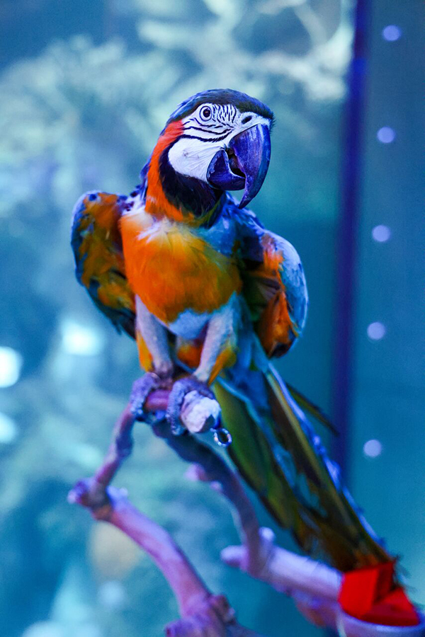 A multi-colored parrot is perched on a branch at Wonders of Wildlife.
