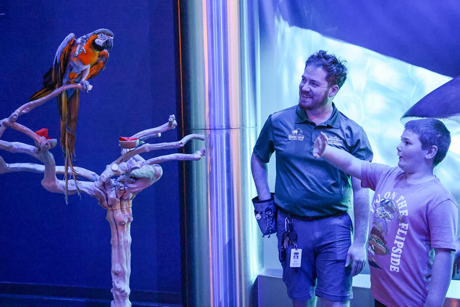 A boy looks at a multi-colored parrot perched on a branch at Wonders of Wildlife while a staff member shares details of the animal.