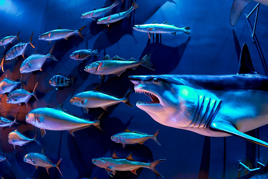 School of fish and a shark that are mounted on a wall.