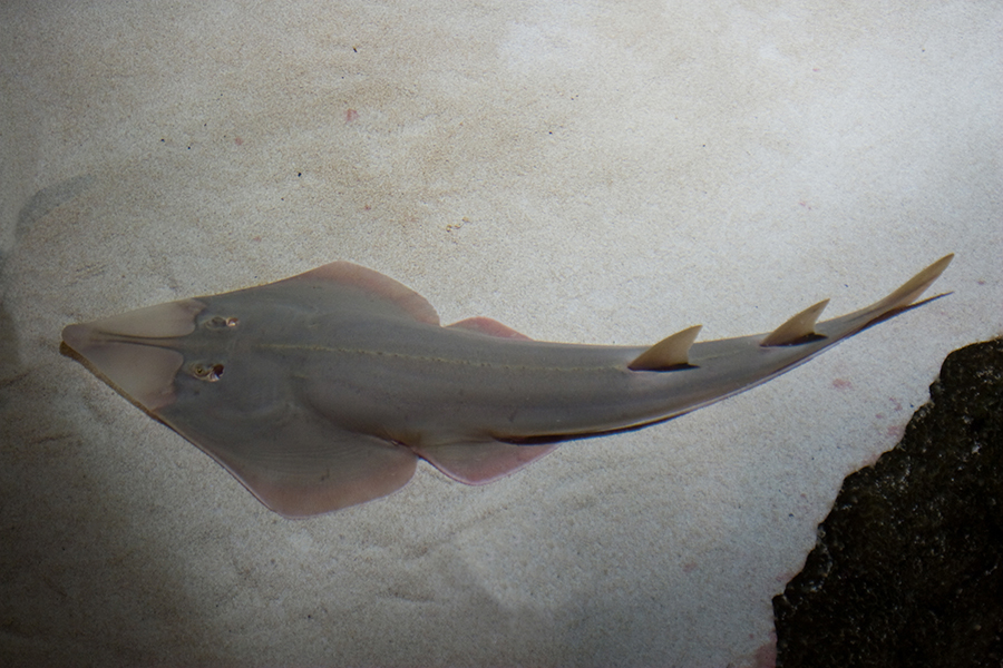 Common guitarfish on the bottom of the sea along the sand.