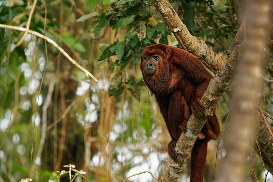 Colombian or Venezuelan red howler on a branch in the jungle treetop canopy.