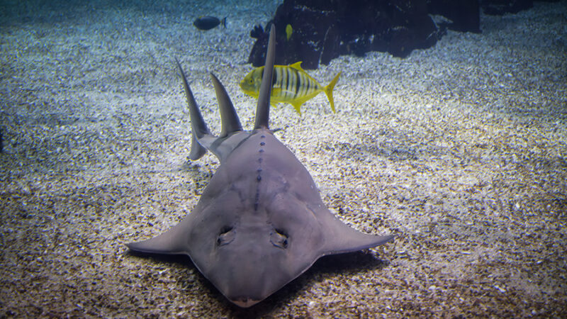 Common guitarfish on the bottom of the sea along the sand.