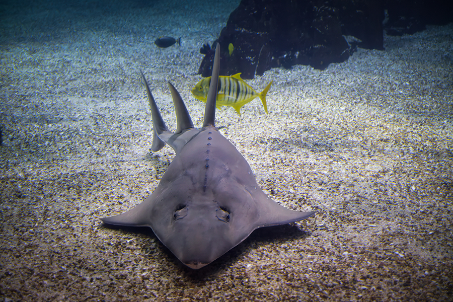Common guitarfish on the bottom of the sea along the sand.
