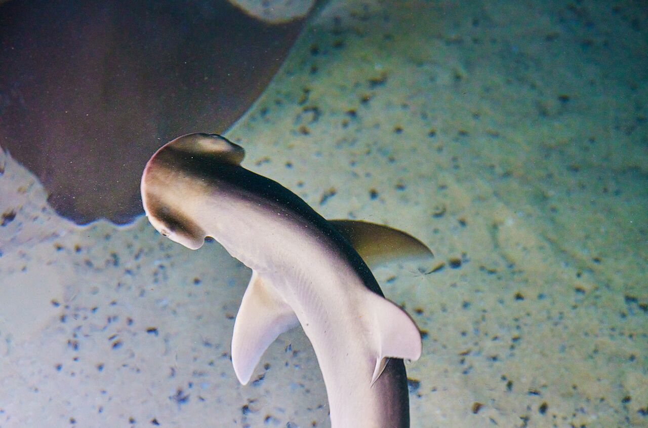A close up of a Bonnethead shark swimming through the water.