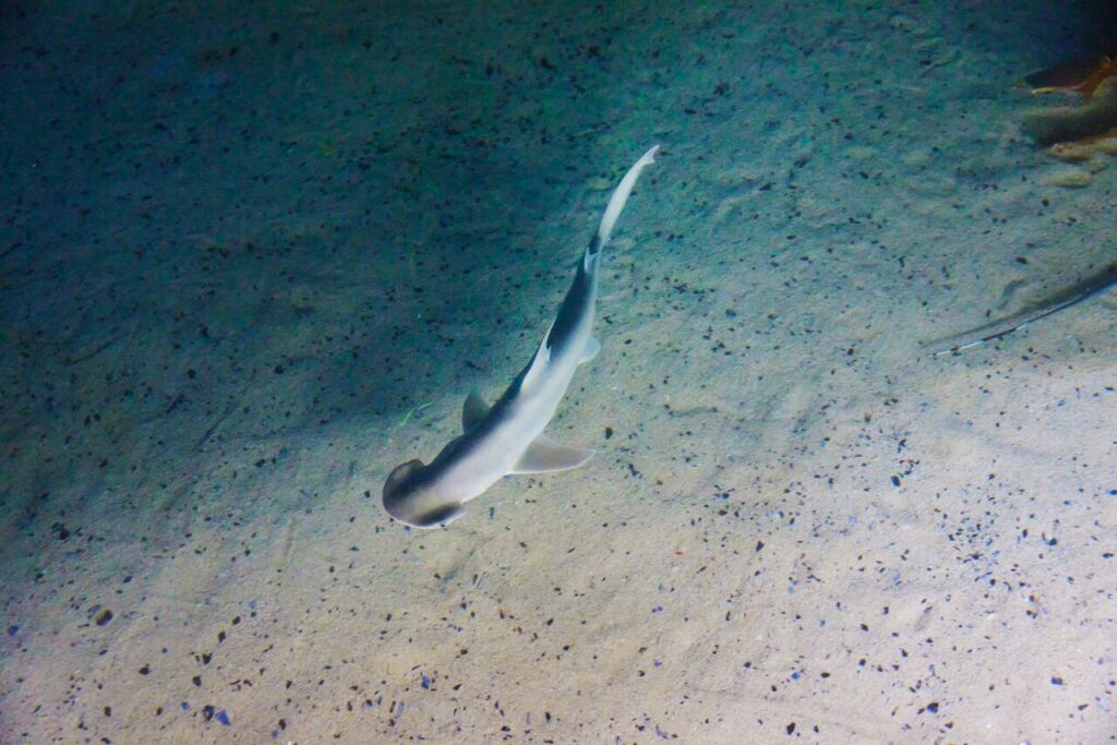 A close up of a Bonnethead shark swimming through the water.