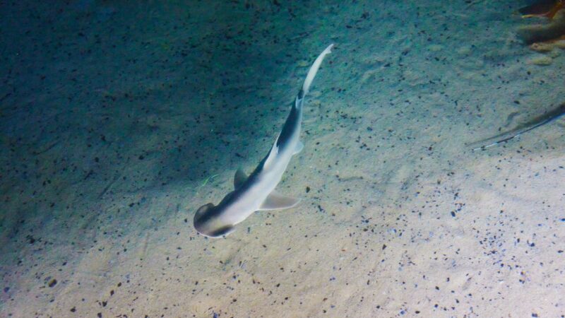 A close up of a Bonnethead shark swimming through the water.