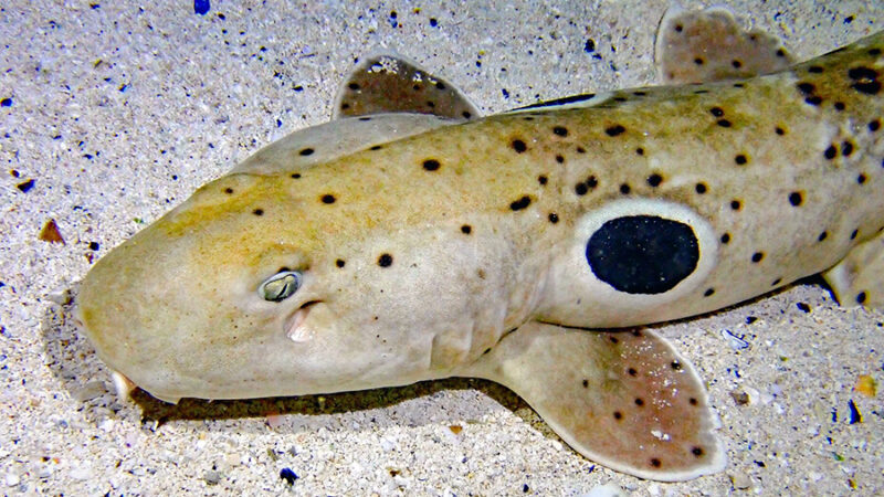 A close up of an epaulette shark in the Sting Ray Touch exhibit.