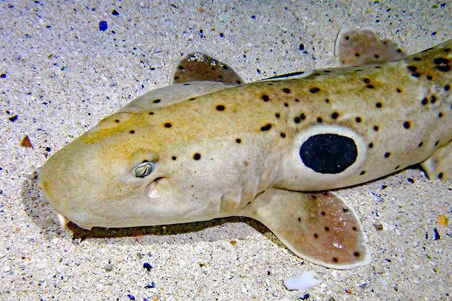 A close up of an epaulette shark in the Sting Ray Touch exhibit.