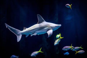 A brown shark swimming through the Out To Sea exhibit.