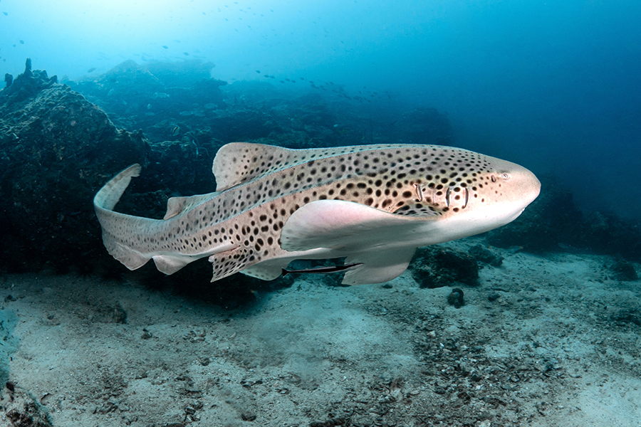 A zebra shark swimming in the ocean.